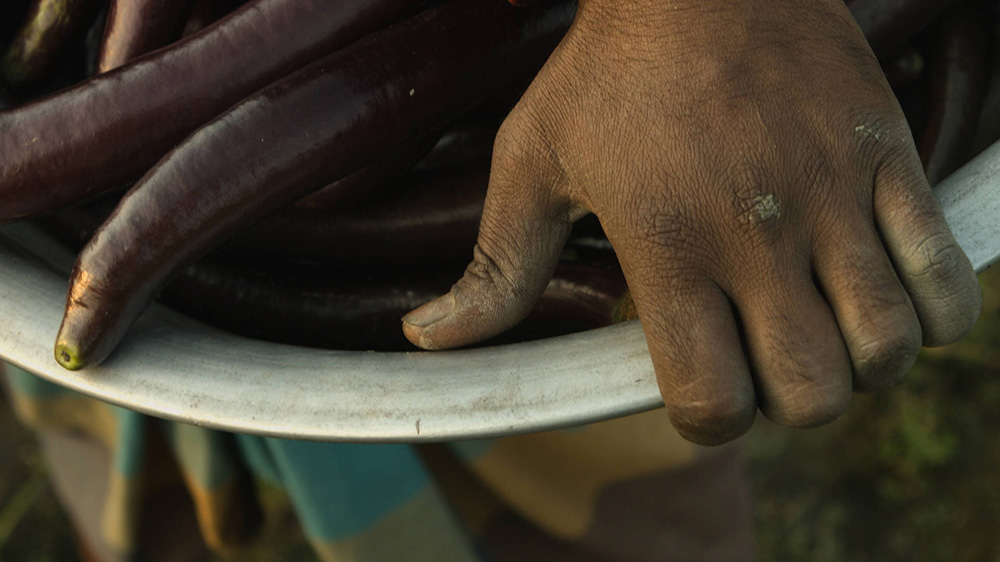 Bangladesh's modified eggplants Al Jazeera English
